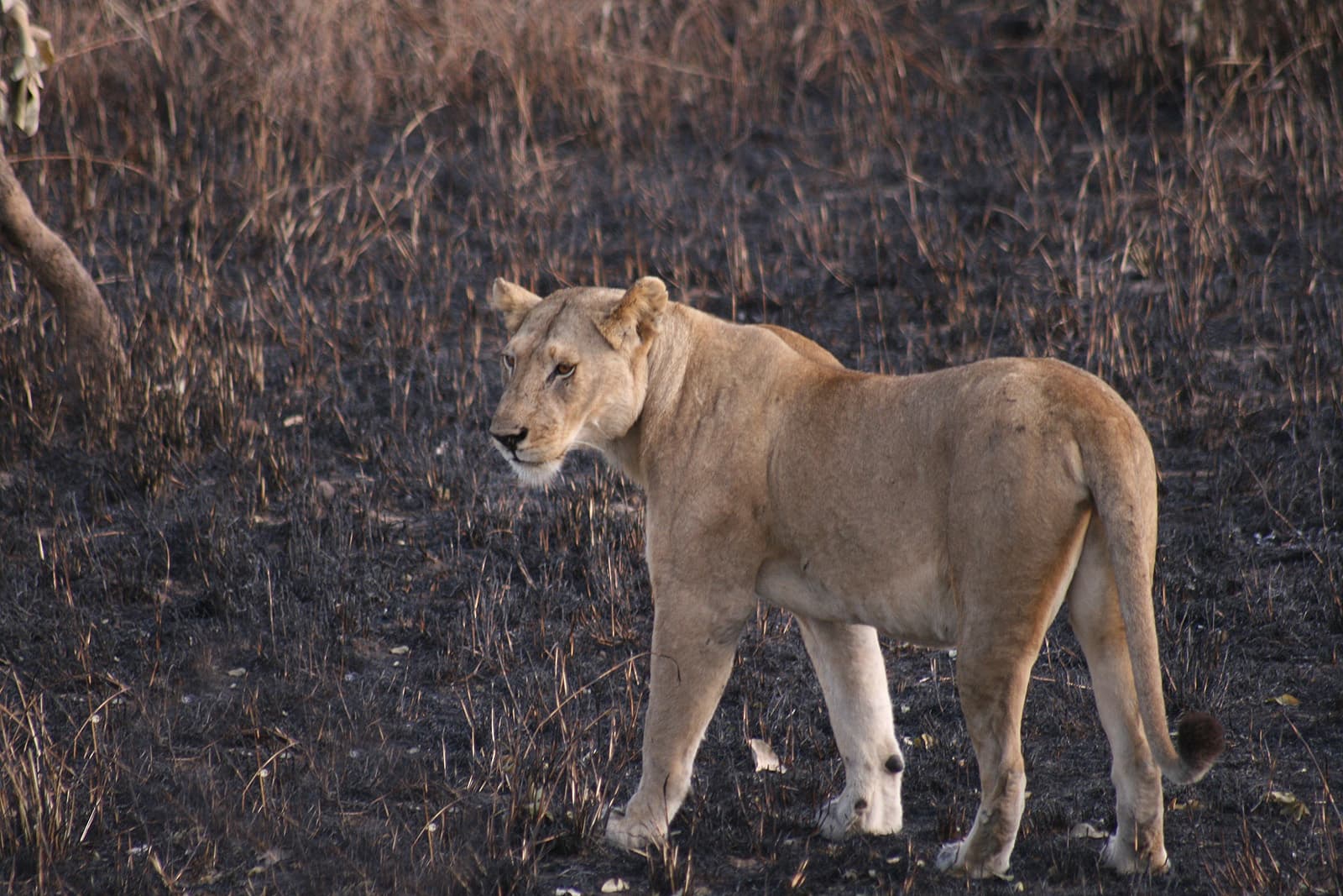 Mikumi lioness