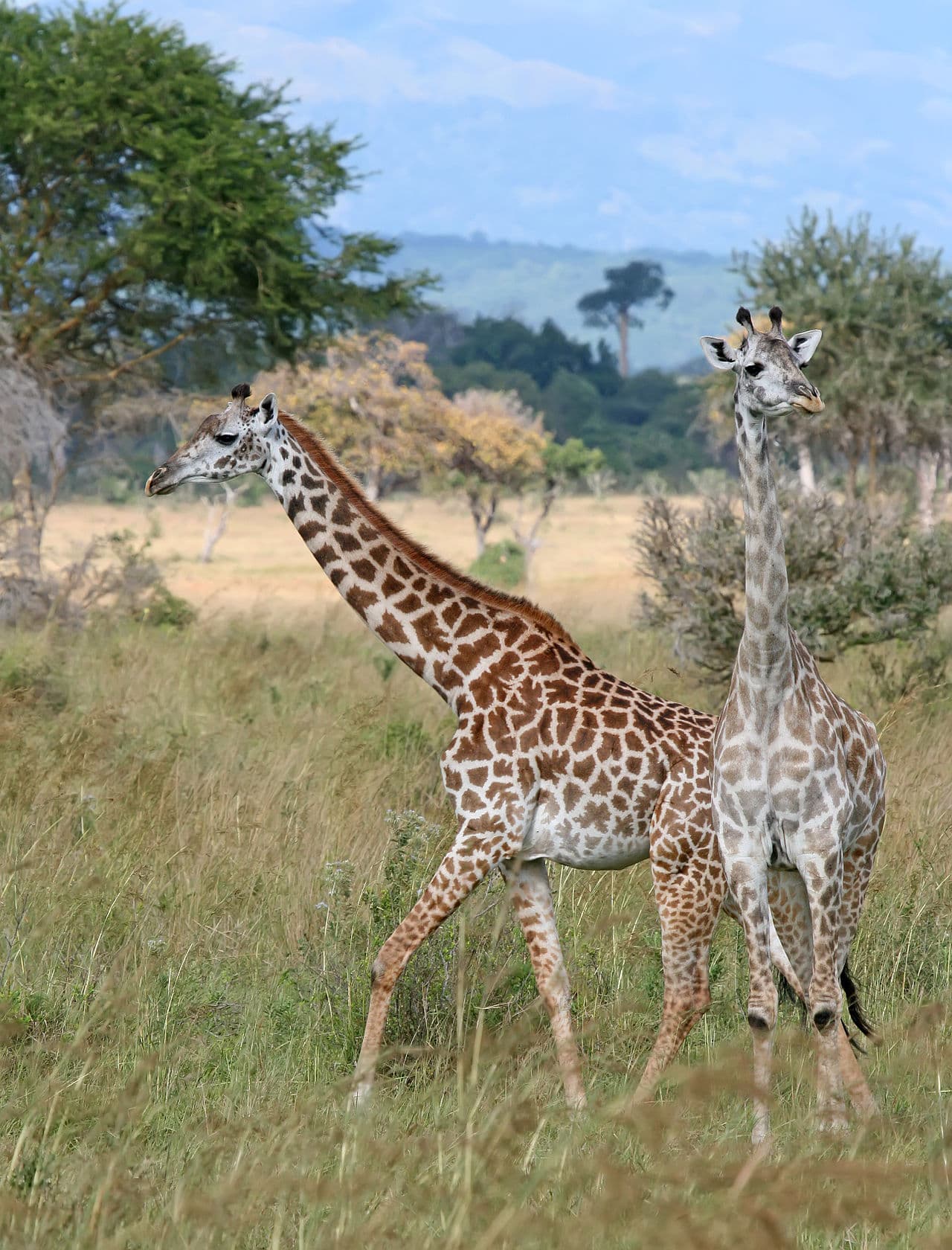 Mikumi giraffes