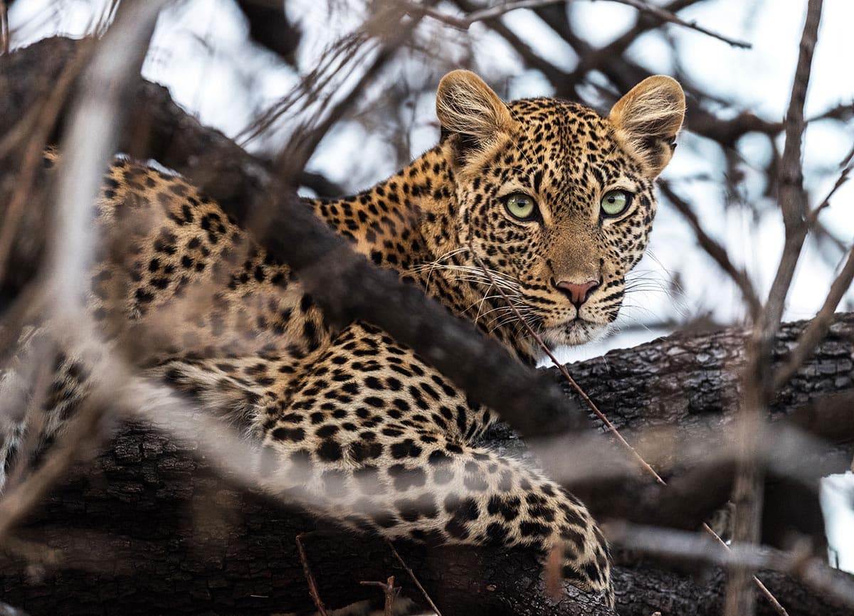 Ruaha leopard sighting