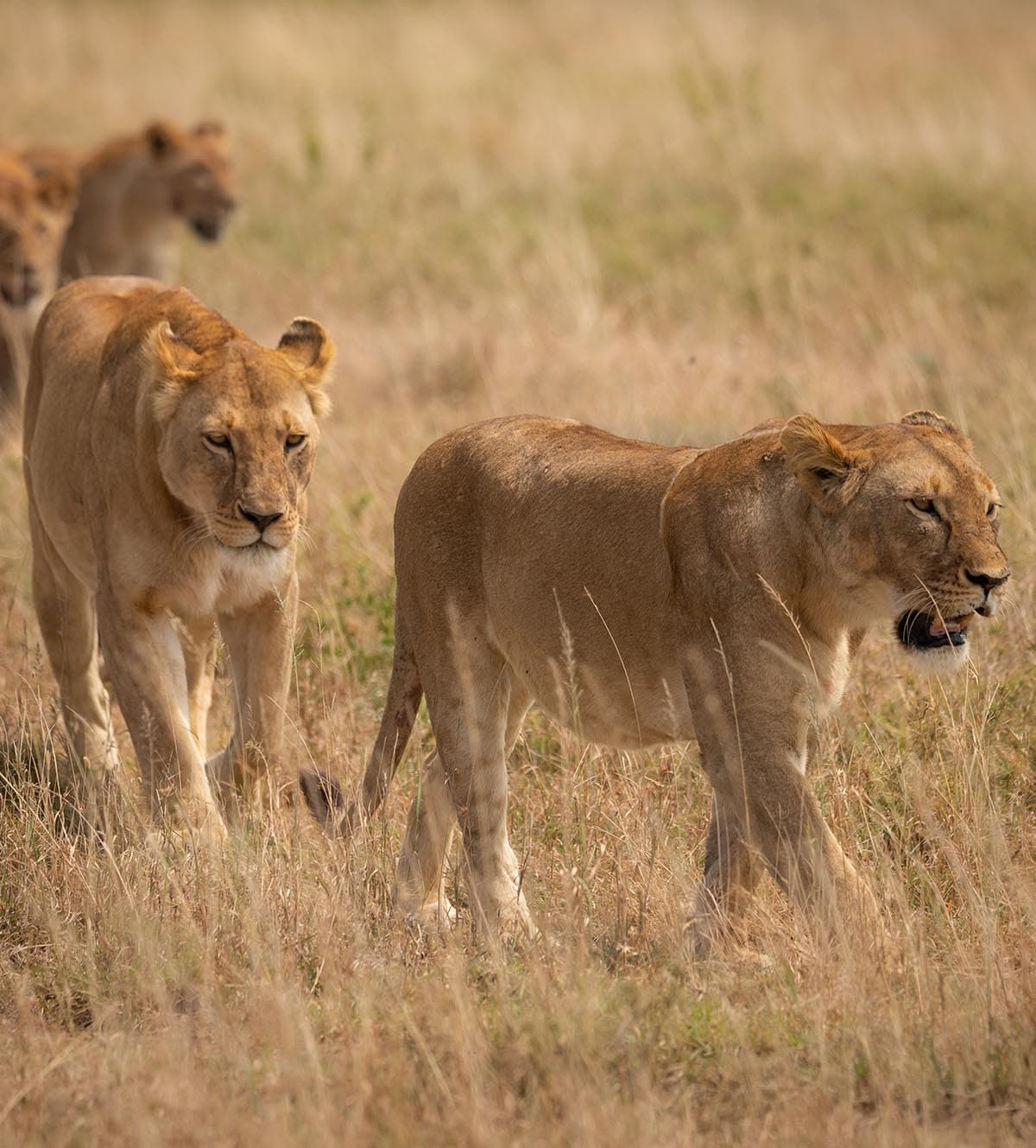 Serengeti lions