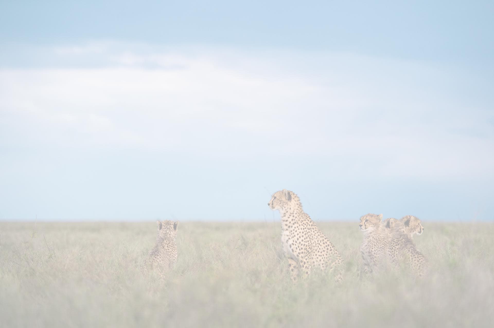 Serengeti landscape