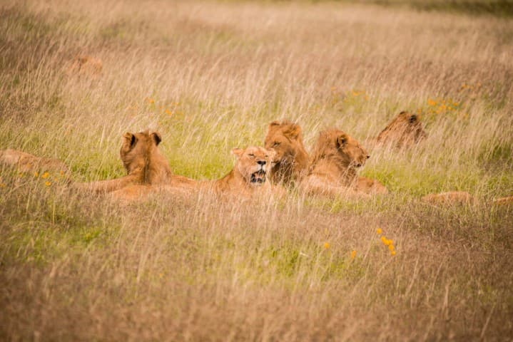 Ngorongoro crater safari moment