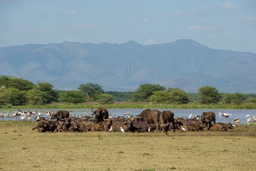 Lake Manyara lodge view